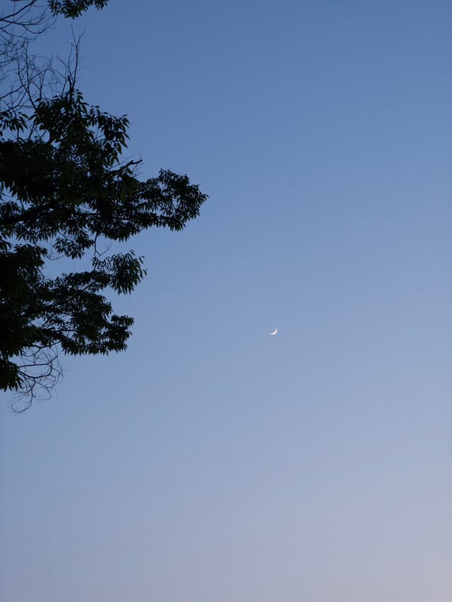 A crescent moon in a clear evening sky with tree branches silhouetted on the left