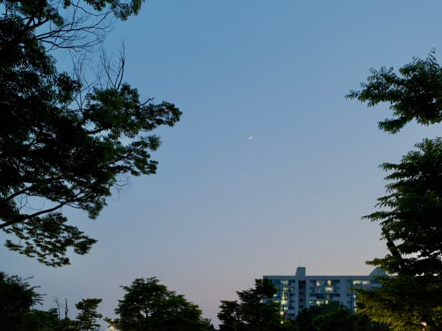 A twilight sky with a few stars visible, framed by silhouetted trees, and a building with illuminated windows in the background