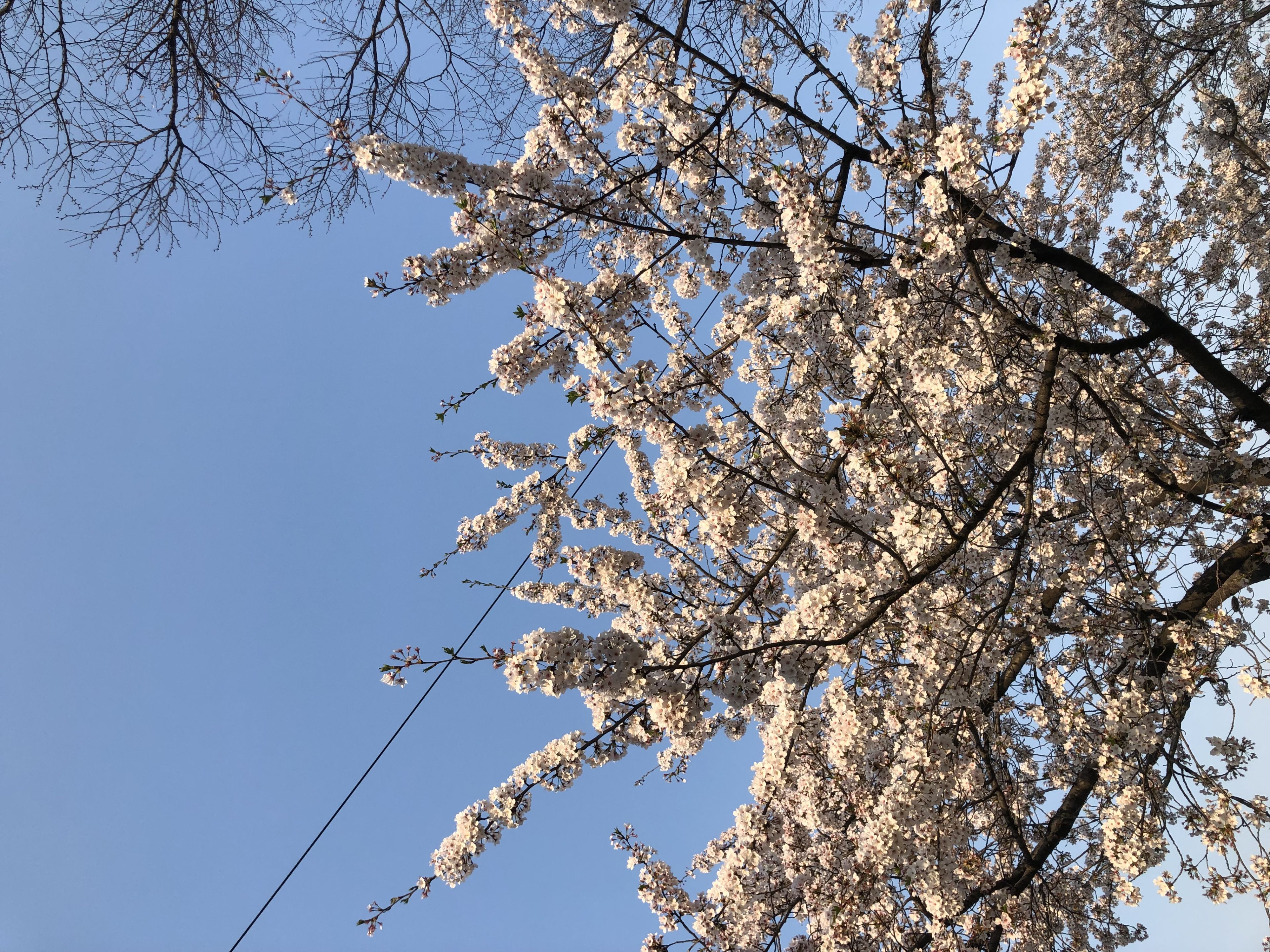 Cherry blossom branches in full bloom against a clear blue sky, with a few tree branches visible in the background