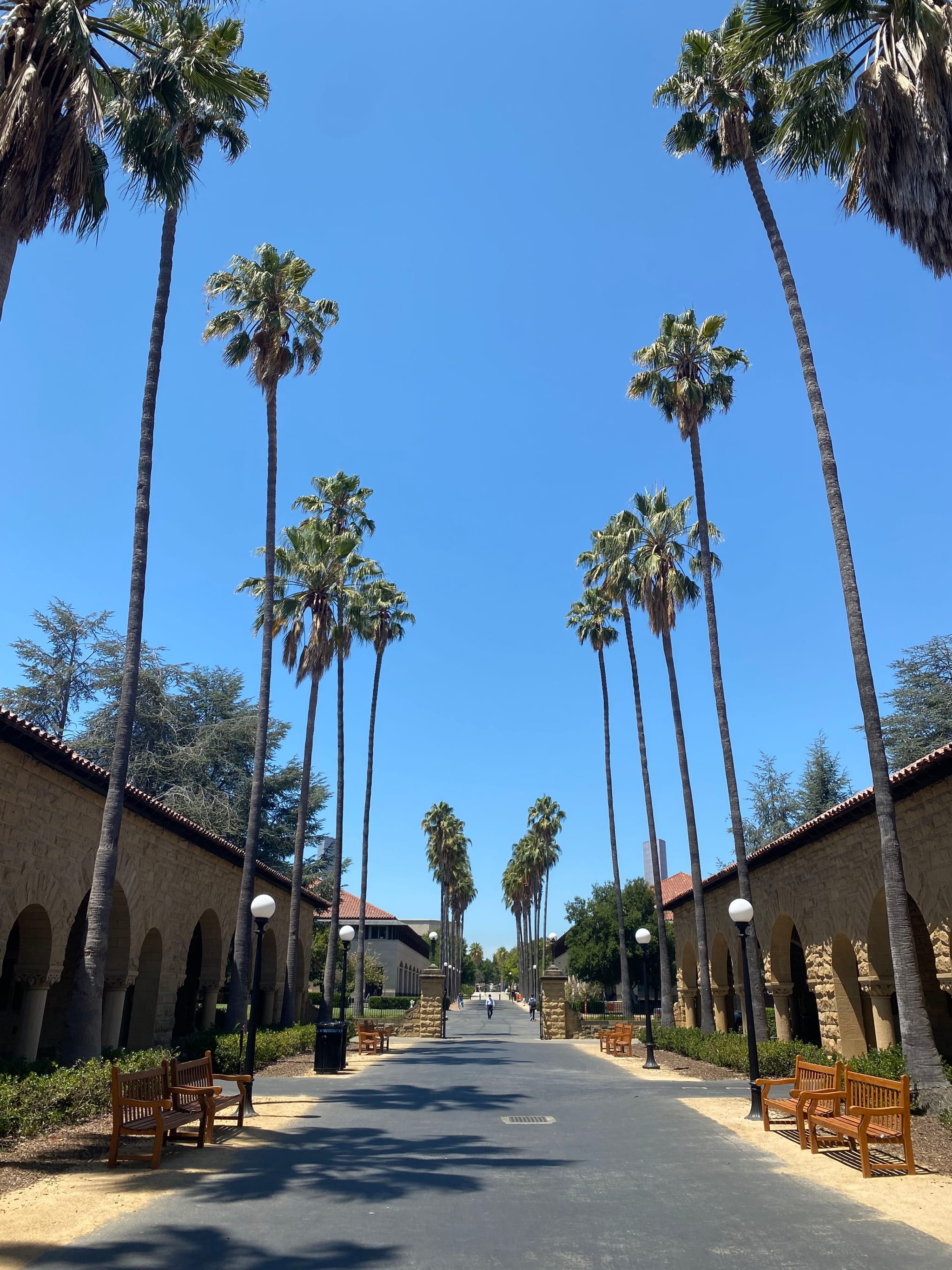 A pathway lined with tall palm trees on both sides, flanked by stone buildings, under a clear blue sky