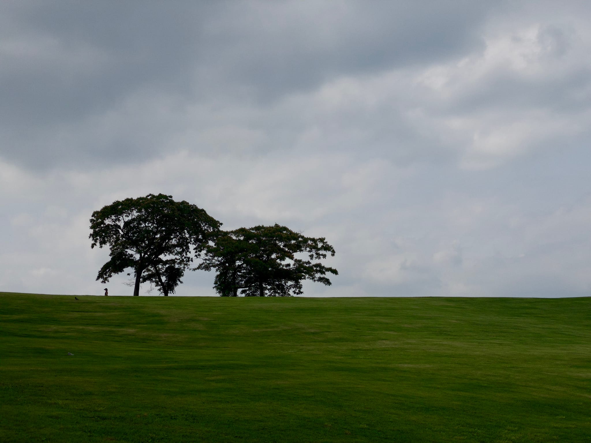 A grassy hill with two trees silhouetted against a cloudy sky