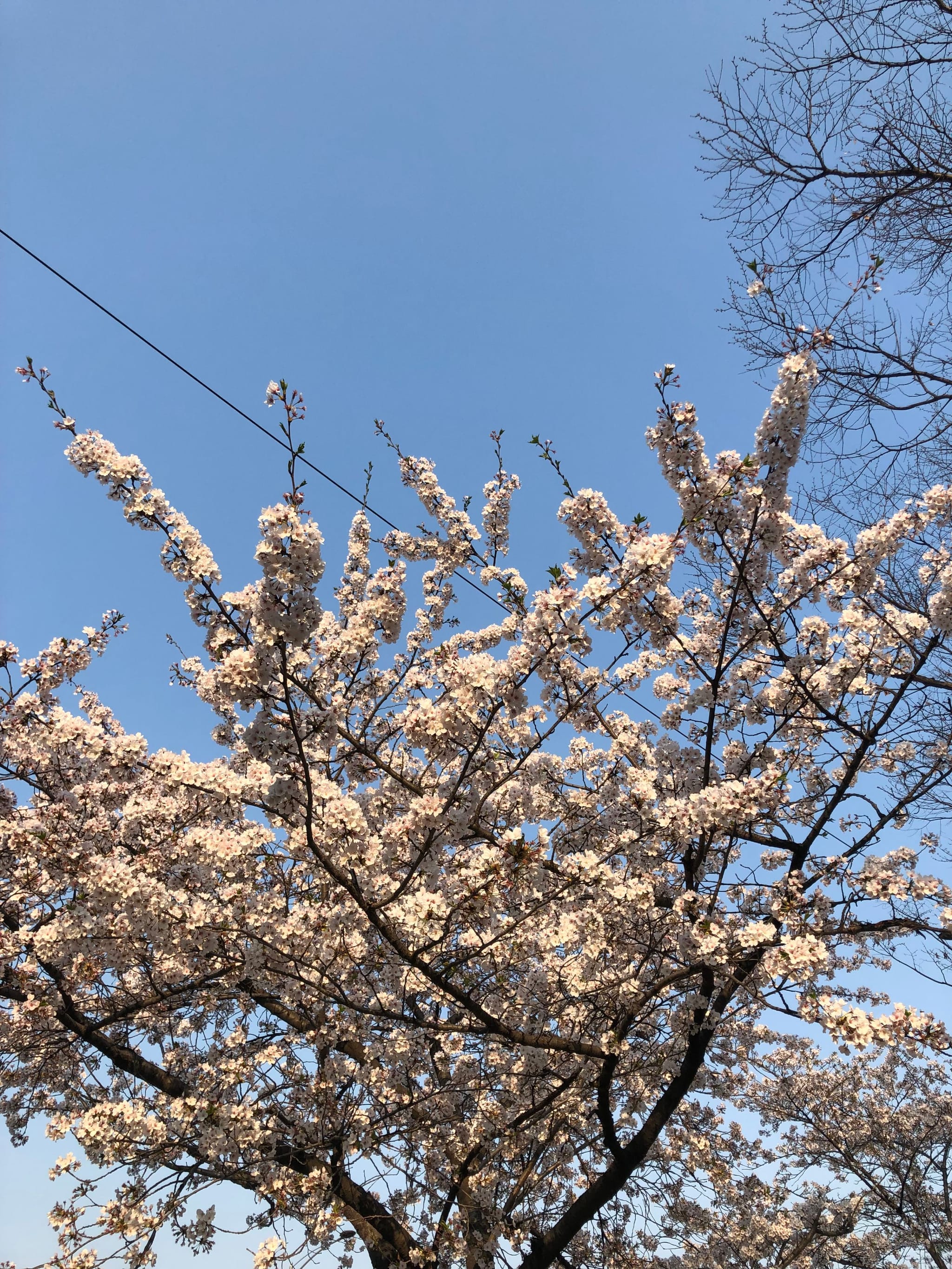 Cherry blossom branches in full bloom against a clear blue sky, with a few tree branches visible in the background