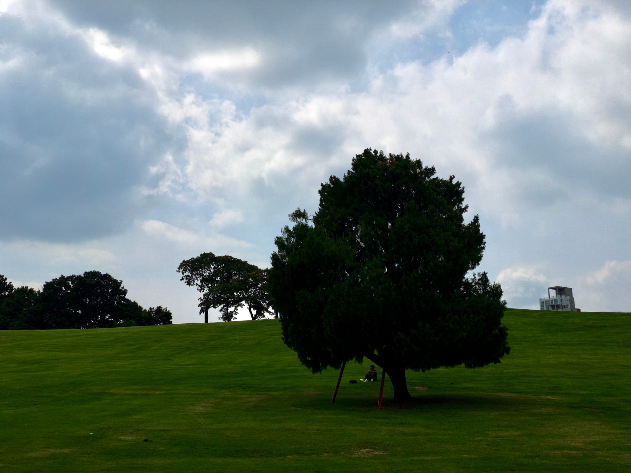 A grassy hill with a large tree in the foreground, smaller trees in the background, and a cloudy sky above