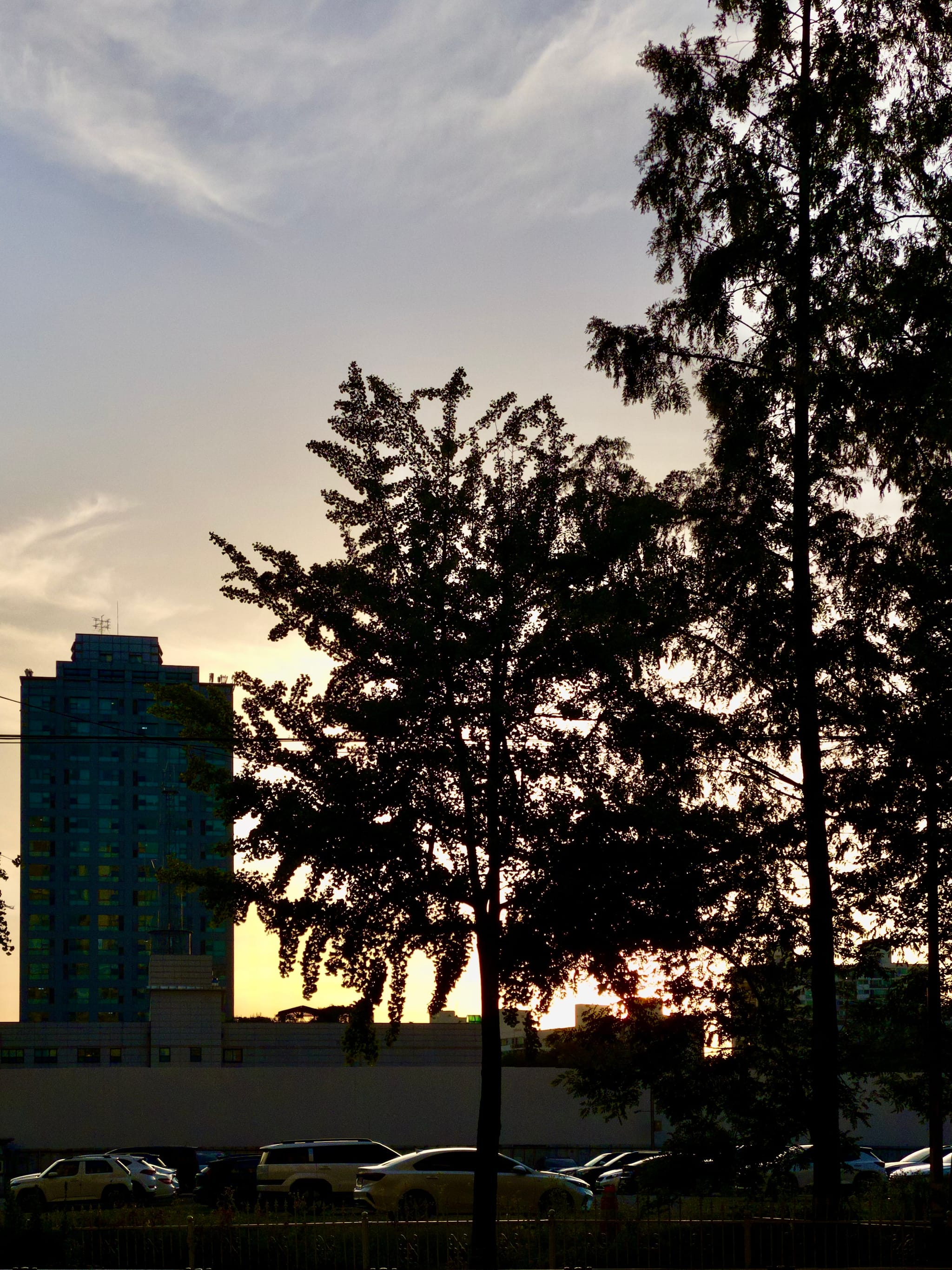 A cityscape at sunset with silhouetted trees in the foreground, a tall building, and a line of parked cars