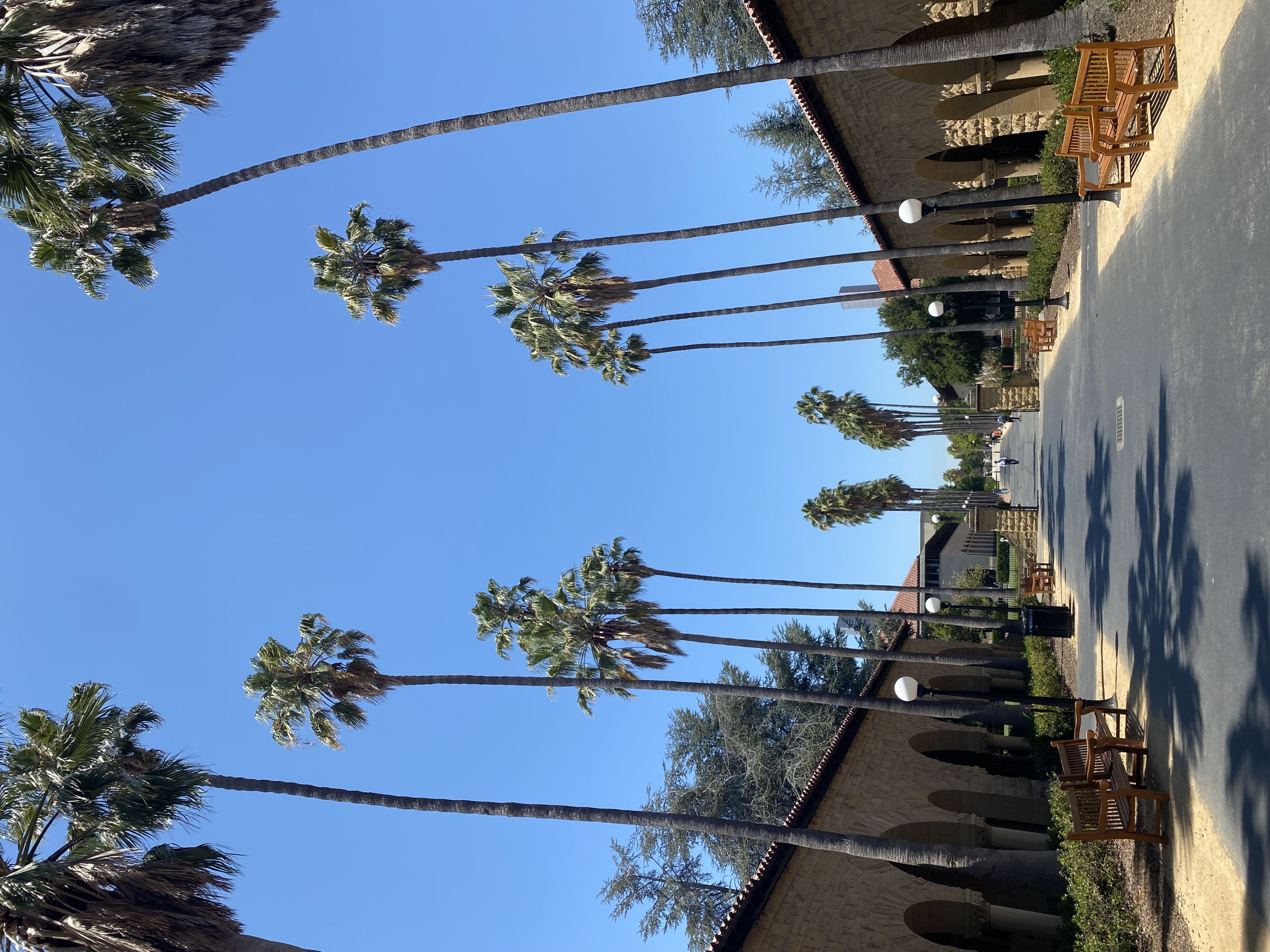 A pathway lined with tall palm trees on both sides, flanked by stone buildings, under a clear blue sky